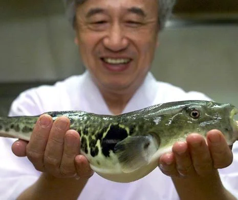 Ce au făcut bucătarii japonezi cu peştele OTRĂVITOR | VIDEO