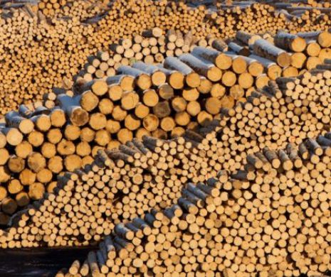 Compania Schweighofer Holzindustrie AMENINŢĂ că se retrage din România