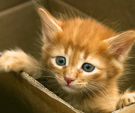 Cutia de carton, refugiu ANTI-STRES pentru PISICI. Nici nu-ți trece prin minte pe unde se pot ASCUNDE micile feline | GALERIE FOTO