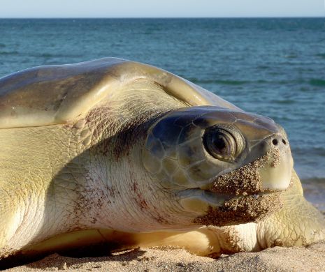 De ce înoată ţestoasele cu carapace plată împotriva curentului | VIDEO