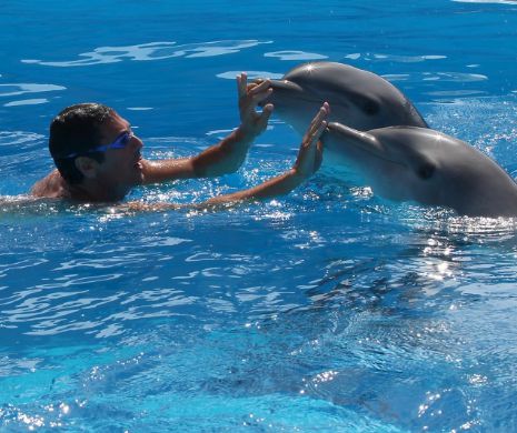 Directorul Delfinariului din Constanţa contestă legea lui Remus Cernea: “Acest deputat e ecologist extremist. Delfinii nu sunt torturaţi”
