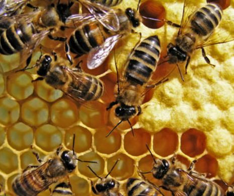 Dispar albinele în America
