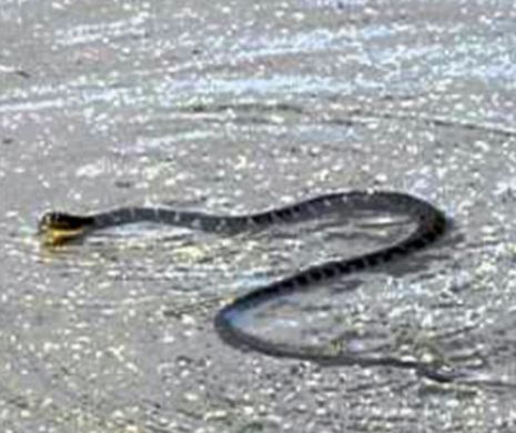 În SUA, teroarea nu s-a terminat: şerpi înotând străzi şi coşciuge luate de viitură