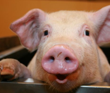 INTERZIS la carne de porc, în Japonia. Ce specialităţi au fost ŞTERSE de pe mediurile din restaurante