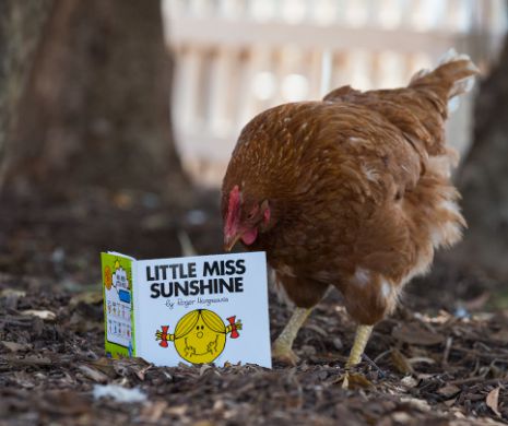 Little Miss Sunshine, găina mai inteligentă decât un câine VIDEO