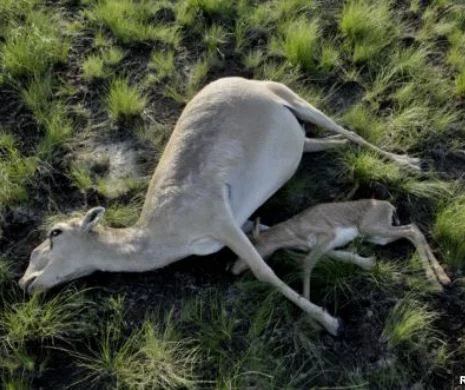 Moartea misterioasă a antilopelor din Kazakhstan. Savanții sunt stupefiați și nu pot explica acest fenomen