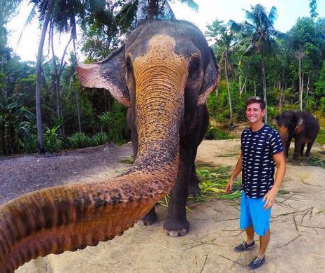 Moda selfie prinde la elefanți