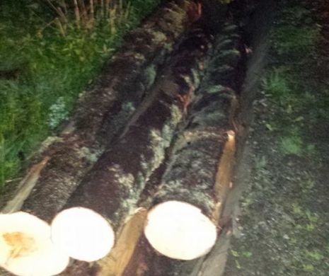 MOȚII din Cluj s-au răsculat joi seara că nu erau lăsați să fure lemn din PĂDURE