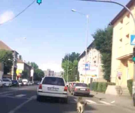 Cazul câinelui legat de maşină în trafic, care ŞOCAT România: Poliţiştii au identificat şoferul | VIDEO