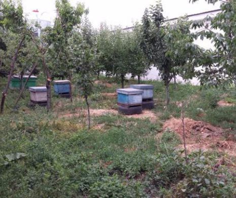 Ce au gasit politistii in stupii de albine din curtea unui botosanean. A fost nevoie de interventia jandarmilor