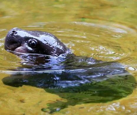 Cum arată puiul de hipopotam pitic care face prima sa baie publică | GALERIE FOTO şi VIDEO