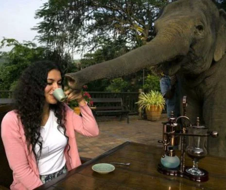 DELICATESE HILARE: Cafeaua extrasă din balegă de elefant, printre cele mai SCUMPE din lume
