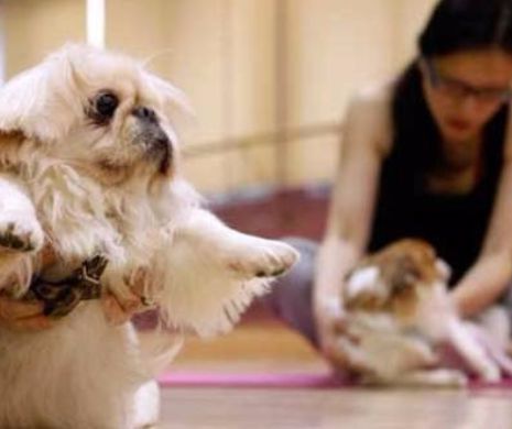 DOGA: Cum poate fi yoga bună și pentru câini | VIDEO