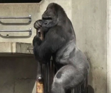 Gorila care le-a înnebunit pe japoneze