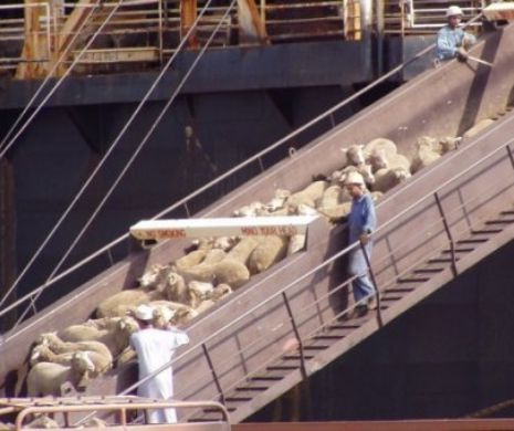 MASACRU. Peste 5.000 de oi din România, lasate să moară de foame pe un vapor