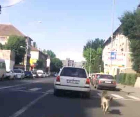 SCENA de COŞMAR în Târgu Mureş: Câine legat de maşină şi târât în trafic | VIDEO