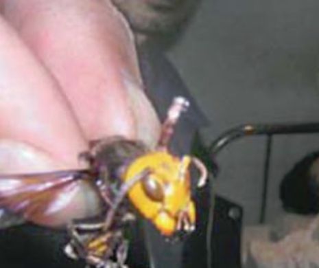 ȘOCANT: Bărbat la un pas de moarte după ce a fost înțepat de viespi