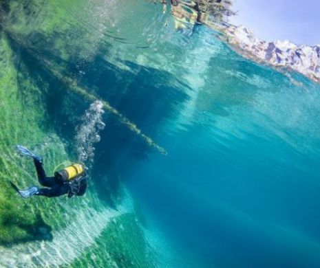 SPLENDOARE subacvatică: Pajiștea NEOBIŞNUITĂ din adâncuri | GALERIE FOTO şi VIDEO