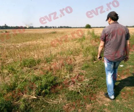 Străinii cumpără tot mai mult pământ românesc