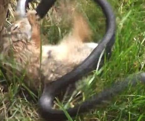 VIDEO ȘOCANT: O iepuroaică își salvează puii din fălcile unui șarpe!