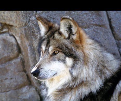 Analiza: Prea multi lupi. Vanatorii cer restabilirea echilibrului dintre speciile din natura!