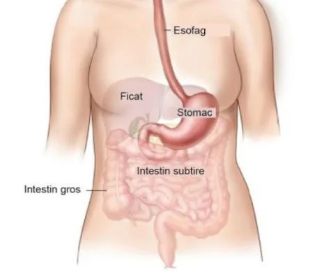 Cancerul de stomac apare din cauza unei bacterii si a anumitor alimente. Cum poate fi prevenit