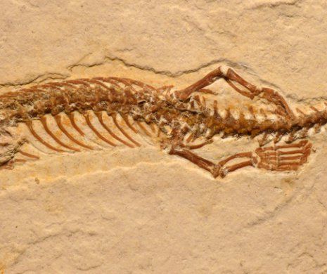 Descoperire extraordinară: Fosila de şarpe cu patru picioare arată originea terestră a acestor reptile | Galerie Foto