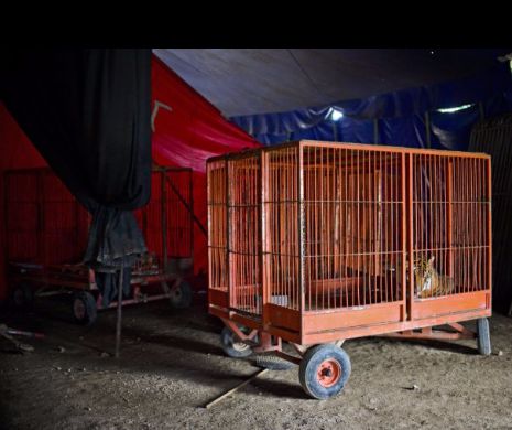 Folosirea animalelor in circuri a fost interzisa, in Mexic