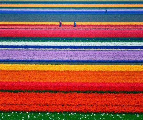 Rusia spune "NU" florilor din Olanda