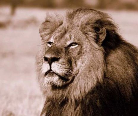 SCANDALOS. Cel mai faimos LEU din Zimbabwe a fost ucis de un american într-o partidă ILEGALĂ de vânătoare