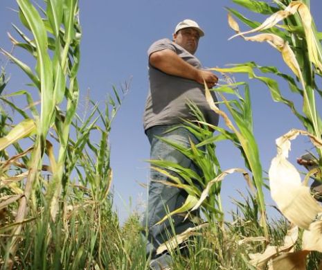 Seceta afectează grav agricultura: fermierii vor subvenționarea costurilor cu energia electrică!