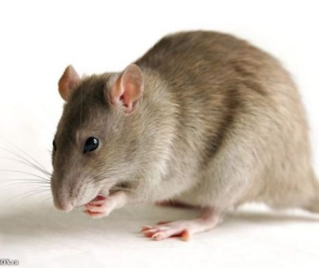 O echipă de oameni de știință a creat primul hibrid șoarece-om