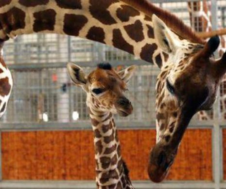 Un pui de girafa a murit accidental la zoo