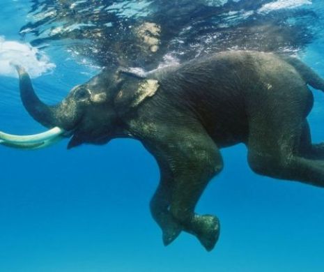 URIAŞUL cu mişcări delicate. Frumuseţea unui elefant care înoată într-o piscină enormă | Galerie Foto şi Video