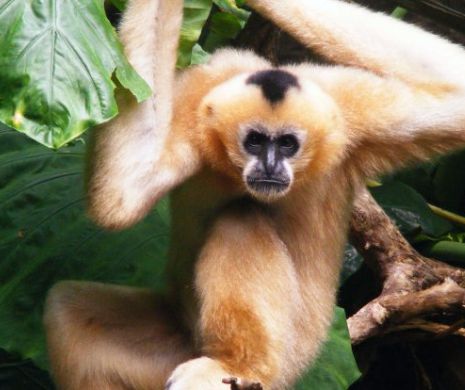 A fost descoperita o noua familie de giboni hainan, cea mai rara specie de maimute din lume