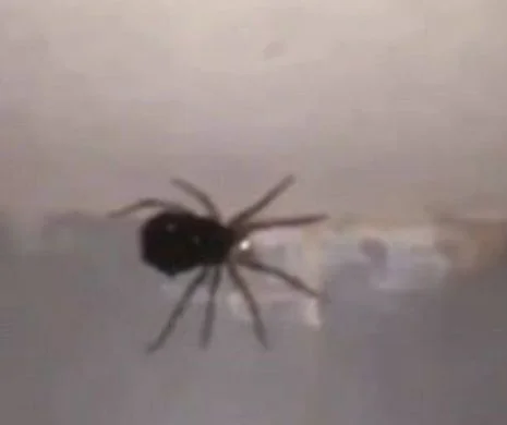 A văzut că are un păianjen în casă și s-a apucat să îl filmeze. Ce s-a întâmplat în secunda următoare l-a făcut să înghețe de spaimă. VIDEO