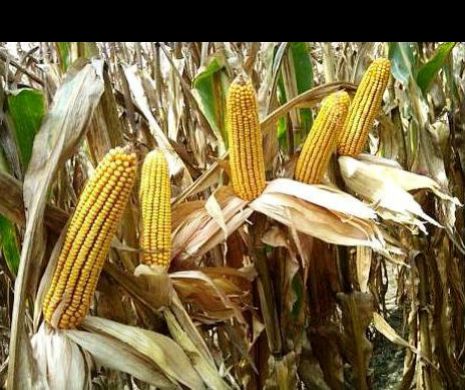 Agricultorii sunt îngroziți din cauza secetei: Cer ajutor statului!