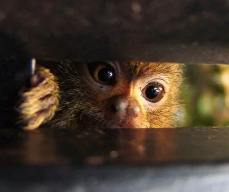 Cât de mică este cea mai mică maimuţă din lume | VIDEO