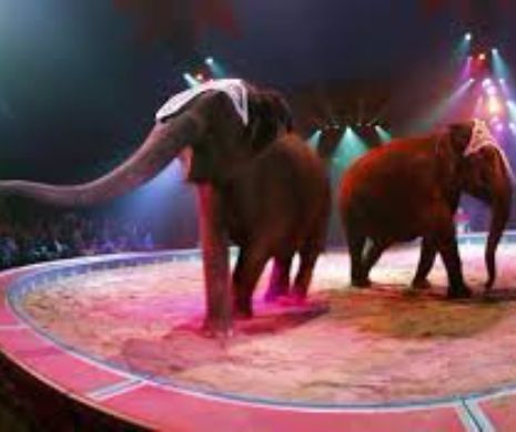 Circul elvetian Knie va renunta la spectacolele cu elefanti