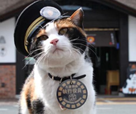 Decizia care a ULUIT întreaga lume. O pisică a devenit ŞEFĂ de gară | GALERIE FOTO