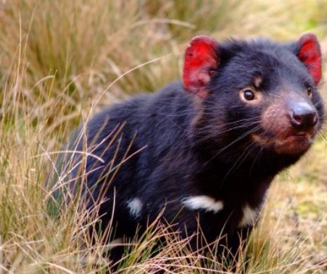Diavolii tasmanieni, readusi pe continentul australian?