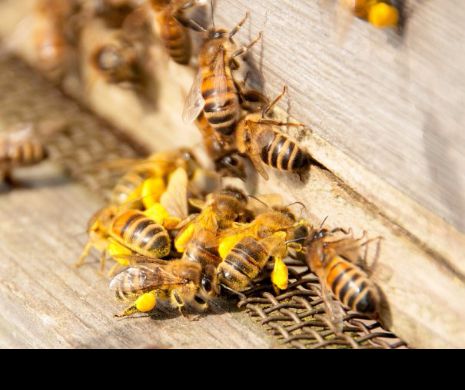 Fascinantă incursiune în lumea albinelor. Savanţii au rămas mască: lucrptoarele primesc un vaccin împotriva bolilor