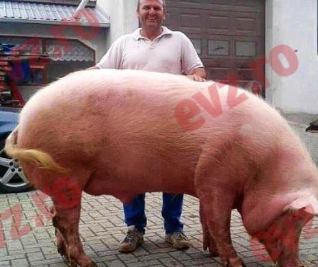 “Giorgio”, porcul de peste 500 de kilograme al unui român