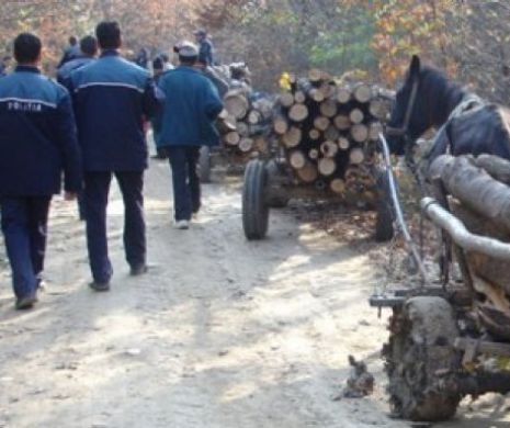 Hoți de lemne duși la arestare la Judecătoria Turda