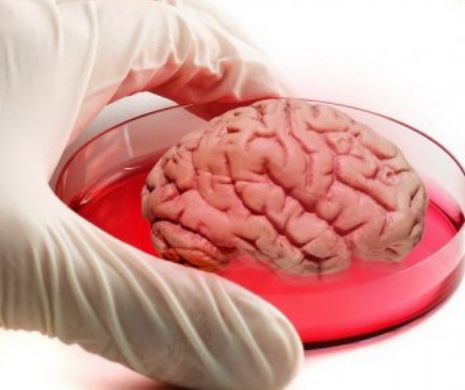Primul creier uman obţinut a fost într-un laborator din SUA