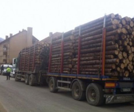 Sătui să vadă cum le este FURATĂ pădurea, oamenii au oprit două camioane încărcate cu lemn din comuna Măguri Răcătău
