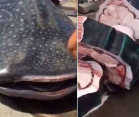 Scene tulburatoare: au prins un rechin-balena si l-au taiat de viu cu fierastraul. Imagini cu impact emotional puternic