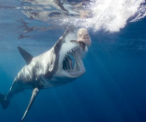 Șocant la Shark Week: Își devorează frații și surorile din burta mamei