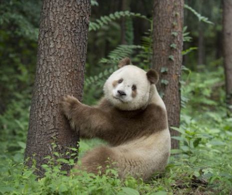 Un Panda rar, gasit in muntii din China