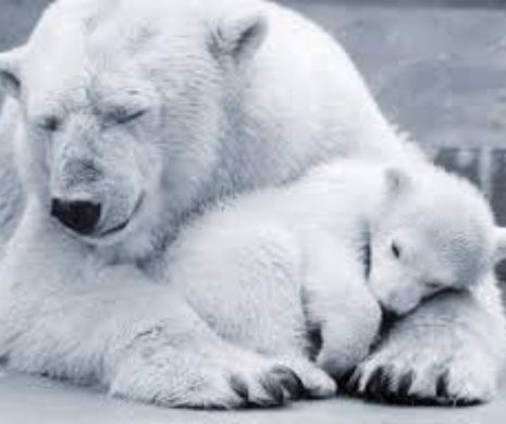 Ursii polari nu se adapteaza schimbarilor climatice